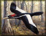 Ivory-billed woodpecker in flight
